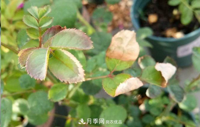 同樣管理的月季，為什么有的月季就死了？品種和個(gè)體要差異對待(圖1)