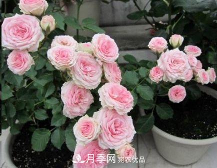 同樣管理的月季，為什么有的月季就死了？品種和個(gè)體要差異對待(圖4)