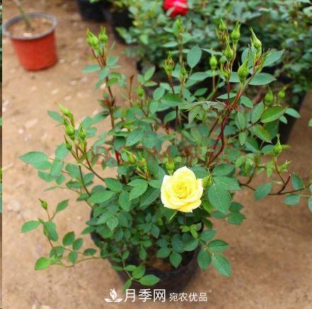 同樣管理的月季，為什么有的月季就死了？品種和個(gè)體要差異對待(圖5)
