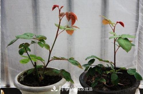 同樣管理的月季，為什么有的月季就死了？品種和個(gè)體要差異對待(圖6)
