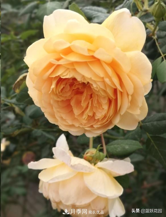 已經(jīng)立秋，月季花可以秋剪了嗎？南北方修剪時(shí)間大不同(圖2)