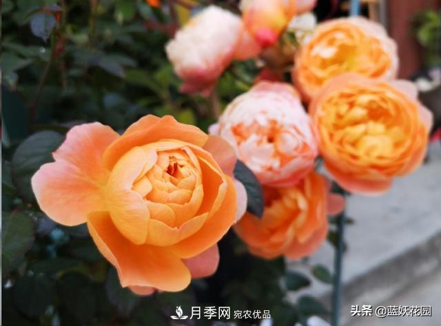 已經(jīng)立秋，月季花可以秋剪了嗎？南北方修剪時(shí)間大不同(圖5)