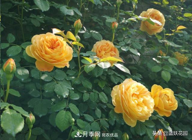 已經(jīng)立秋，月季花可以秋剪了嗎？南北方修剪時(shí)間大不同(圖6)