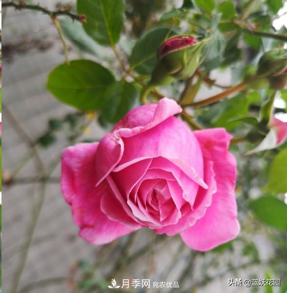 已經(jīng)立秋，月季花可以秋剪了嗎？南北方修剪時(shí)間大不同(圖1)