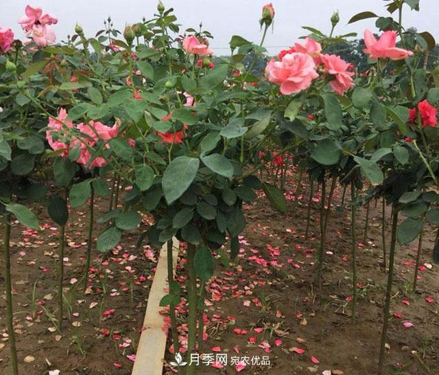 南陽(yáng)樹狀月季批發(fā)基地(圖2)