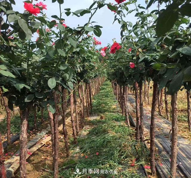 南陽(yáng)樹狀月季批發(fā)基地(圖3)