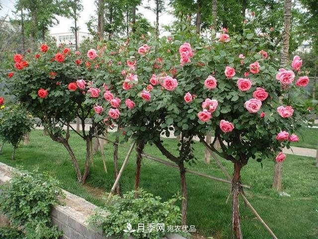 南陽(yáng)樹狀月季批發(fā)基地(圖4)