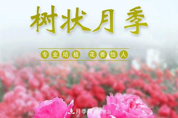 南陽(yáng)樹狀月季批發(fā)基地(圖1)