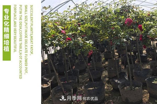 南陽(yáng)樹狀月季批發(fā)基地(圖5)