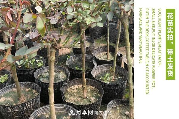 南陽(yáng)樹狀月季批發(fā)基地(圖6)