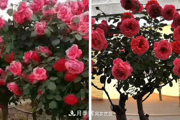 南陽(yáng)樹狀月季批發(fā)基地(圖8)