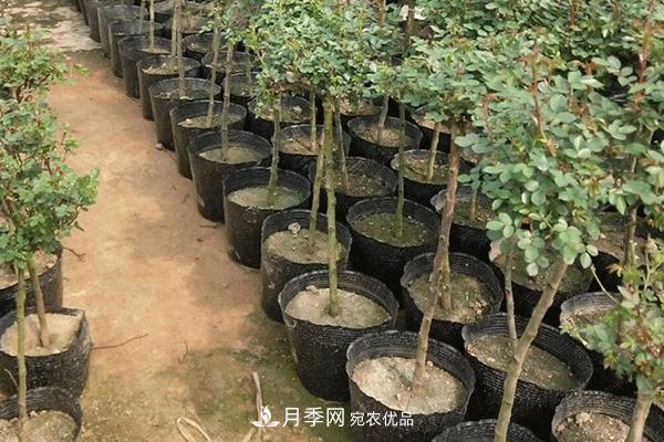 南陽(yáng)樹狀月季批發(fā)基地(圖9)