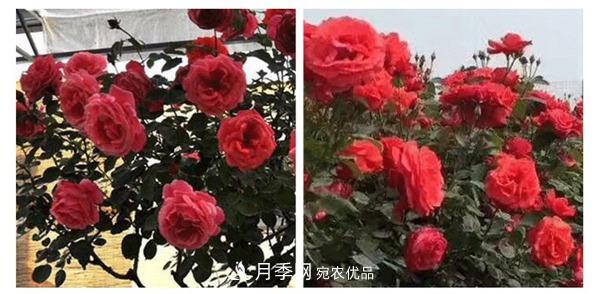 南陽(yáng)樹狀月季批發(fā)基地(圖10)