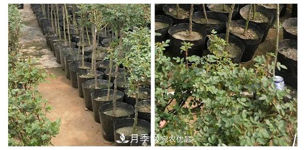 南陽(yáng)樹狀月季批發(fā)基地(圖11)