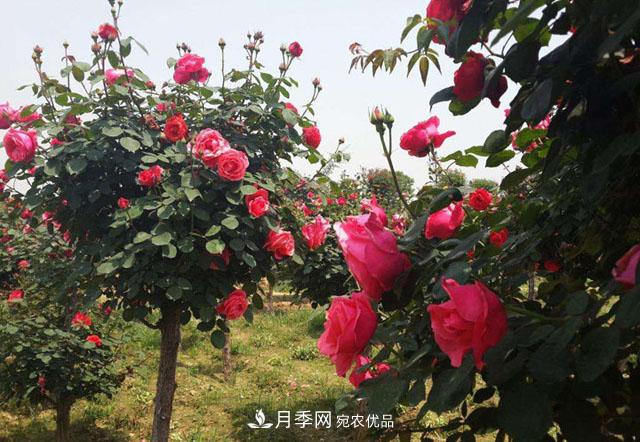 南陽(yáng)樹狀月季批發(fā)基地(圖7)