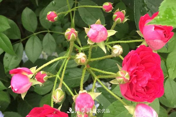 10個(gè)熱門(mén)的豐花月季品種推薦(圖1)