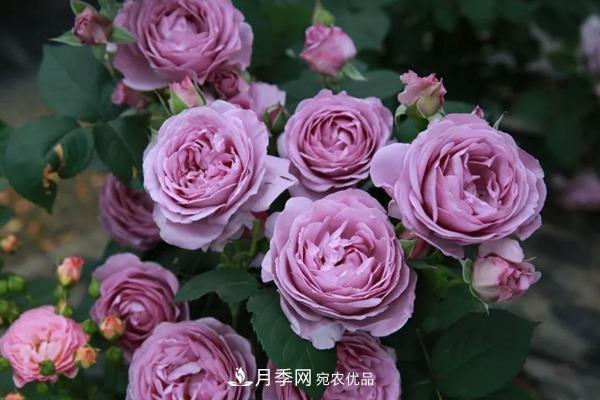 10個(gè)熱門(mén)的豐花月季品種推薦(圖2)