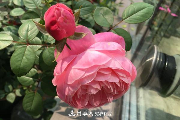 10個(gè)熱門(mén)的豐花月季品種推薦(圖3)