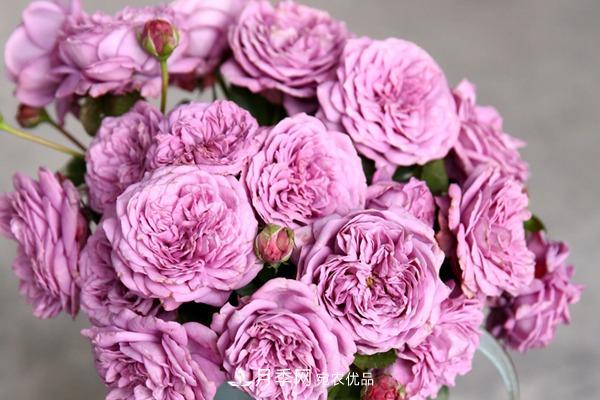 10個(gè)熱門(mén)的豐花月季品種推薦(圖4)