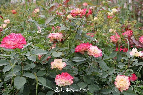 10個(gè)熱門(mén)的豐花月季品種推薦(圖5)