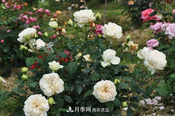 10個(gè)熱門(mén)的豐花月季品種推薦(圖6)