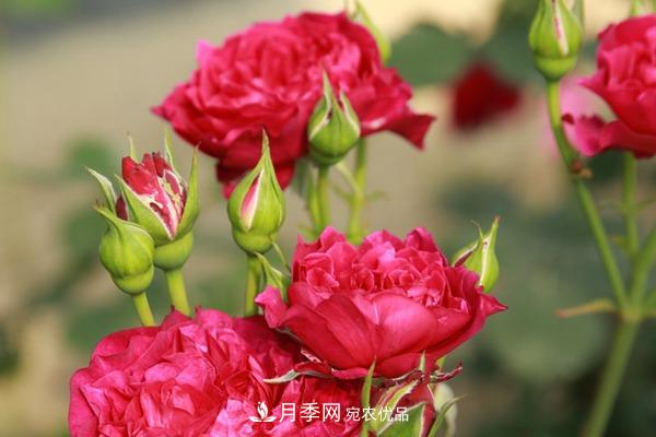 10個(gè)熱門(mén)的豐花月季品種推薦(圖7)