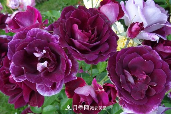 10個(gè)熱門(mén)的豐花月季品種推薦(圖8)