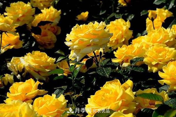 10個(gè)熱門(mén)的豐花月季品種推薦(圖9)