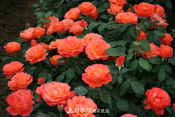 10個(gè)熱門(mén)的豐花月季品種推薦(圖10)