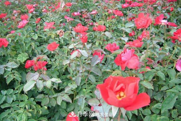 10個(gè)熱門(mén)的豐花月季品種推薦(圖11)