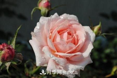 月季花夏天水分蒸發(fā)較，多少天澆次水？(圖3)
