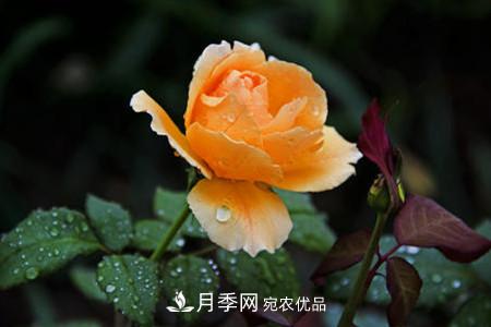 月季花夏天水分蒸發(fā)較，多少天澆次水？(圖1)