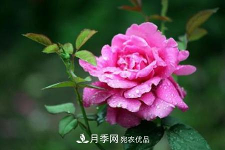 月季花夏天水分蒸發(fā)較，多少天澆次水？(圖2)