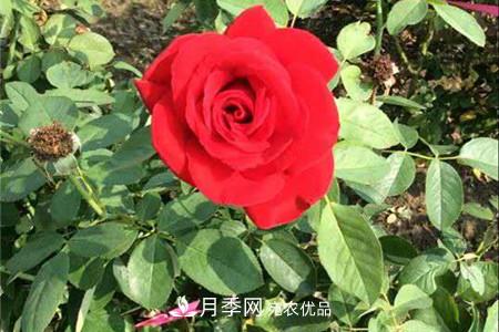 全攻略，香水月季怎么養(yǎng)長的好？(圖1)