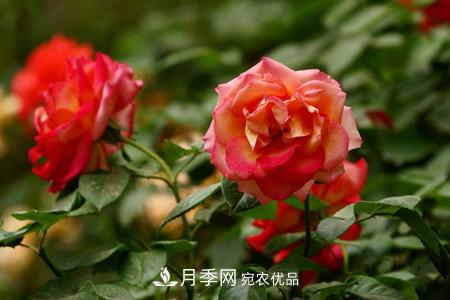 全攻略，香水月季怎么養(yǎng)長的好？(圖3)