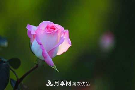 全攻略，香水月季怎么養(yǎng)長的好？(圖2)