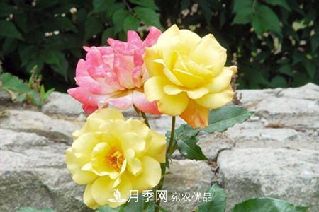 全攻略，香水月季怎么養(yǎng)長的好？(圖4)