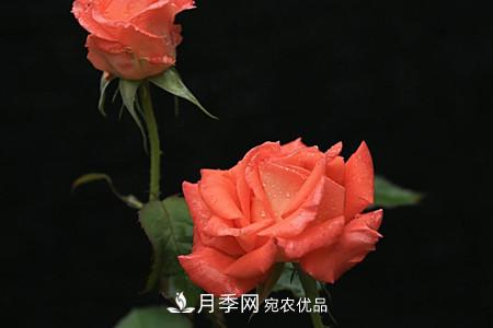 全攻略，香水月季怎么養(yǎng)長的好？(圖6)