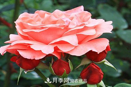 全攻略，香水月季怎么養(yǎng)長的好？(圖10)