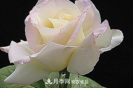 全攻略，香水月季怎么養(yǎng)長的好？(圖7)