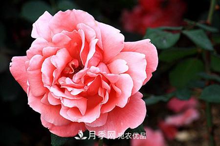 全攻略，香水月季怎么養(yǎng)長的好？(圖5)
