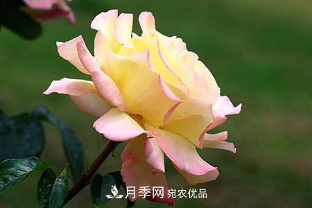全攻略，香水月季怎么養(yǎng)長的好？(圖8)
