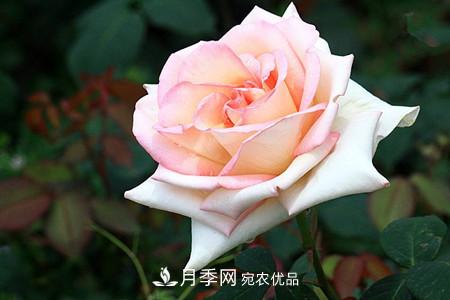 全攻略，香水月季怎么養(yǎng)長的好？(圖9)