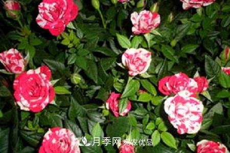 微型月季的養(yǎng)殖方法攻略(圖7)