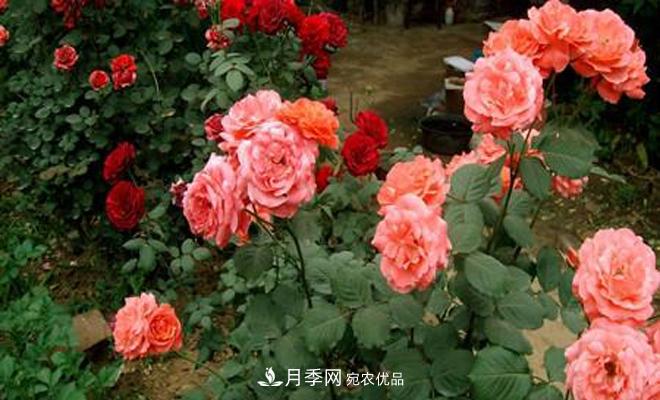 立秋以后，月季修剪及養(yǎng)護重點(圖1)