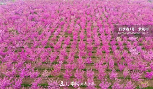 苗木產(chǎn)品的價格、價值和供需——三角關(guān)系之動態(tài)平衡(圖4)