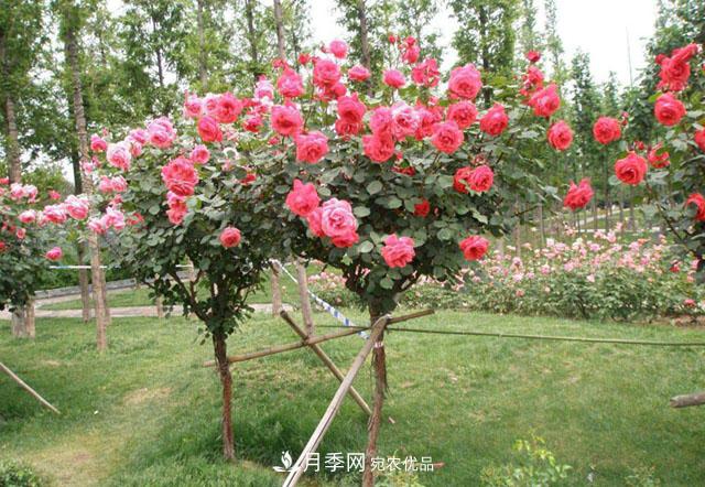 如何選擇樹(shù)狀月季嫁接時(shí)間環(huán)境？(圖1)