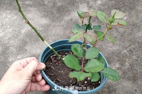 月季插條生根新方法(圖1)