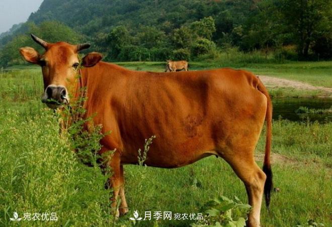 南陽(yáng)特產(chǎn)：南陽(yáng)黃牛肉(圖2)