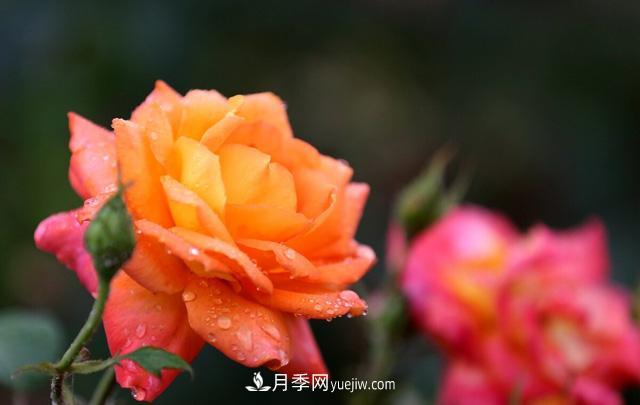 寒露過后如何扦插月季？輕松掌握養(yǎng)護(hù)技巧，養(yǎng)出苗壯月季花(圖1)